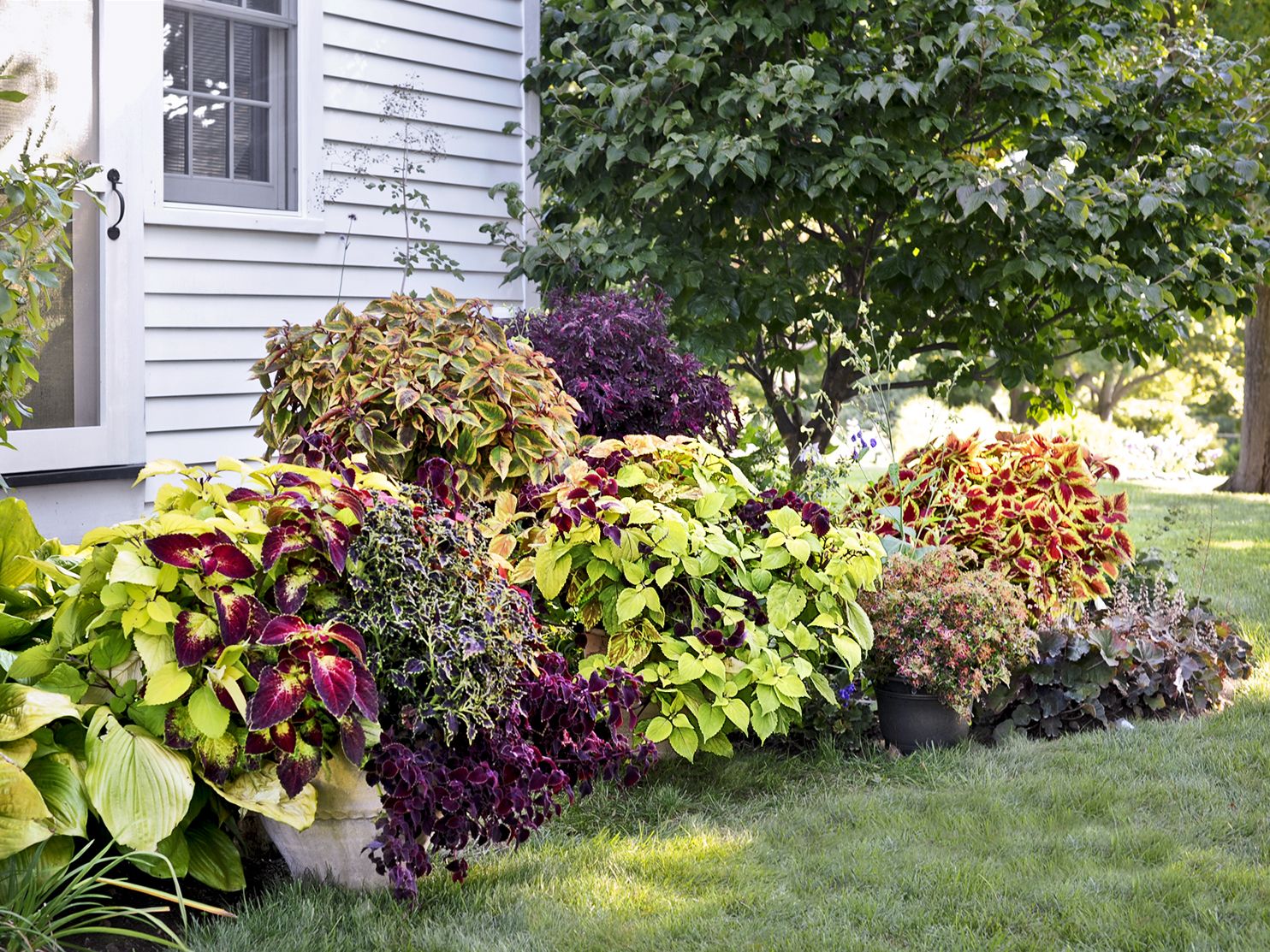 Tips for Growing Vibrant Coleus as a Houseplant