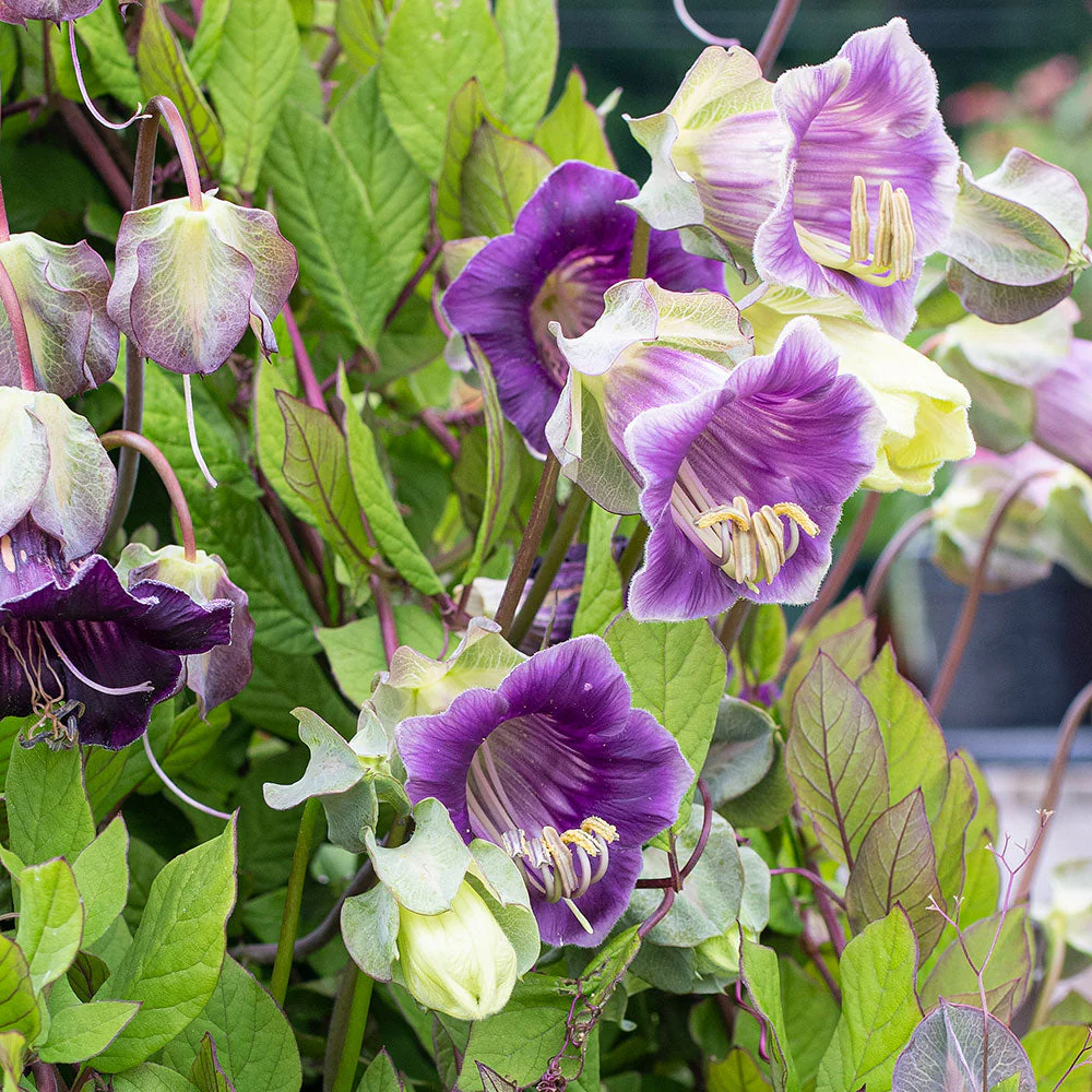 💡Cobaea Scandens Seeds - Elegant Climbing Cup and Saucer Vine