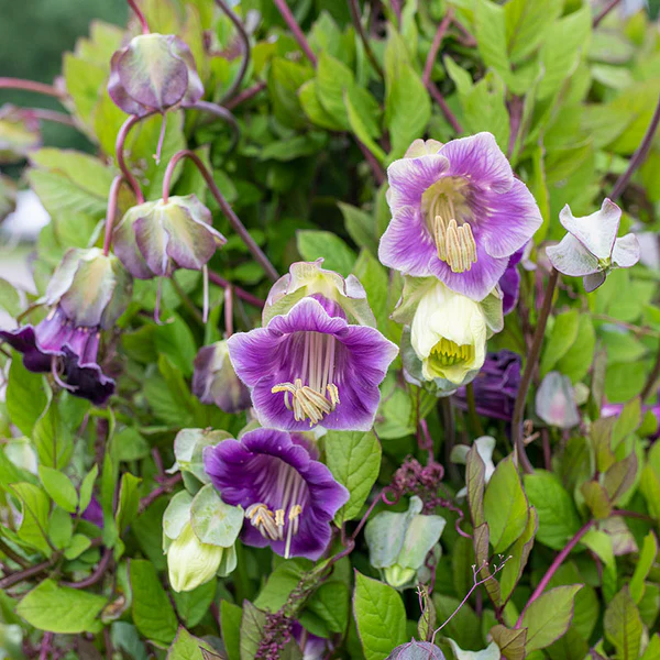 💡Cobaea Scandens Seeds - Elegant Climbing Cup and Saucer Vine