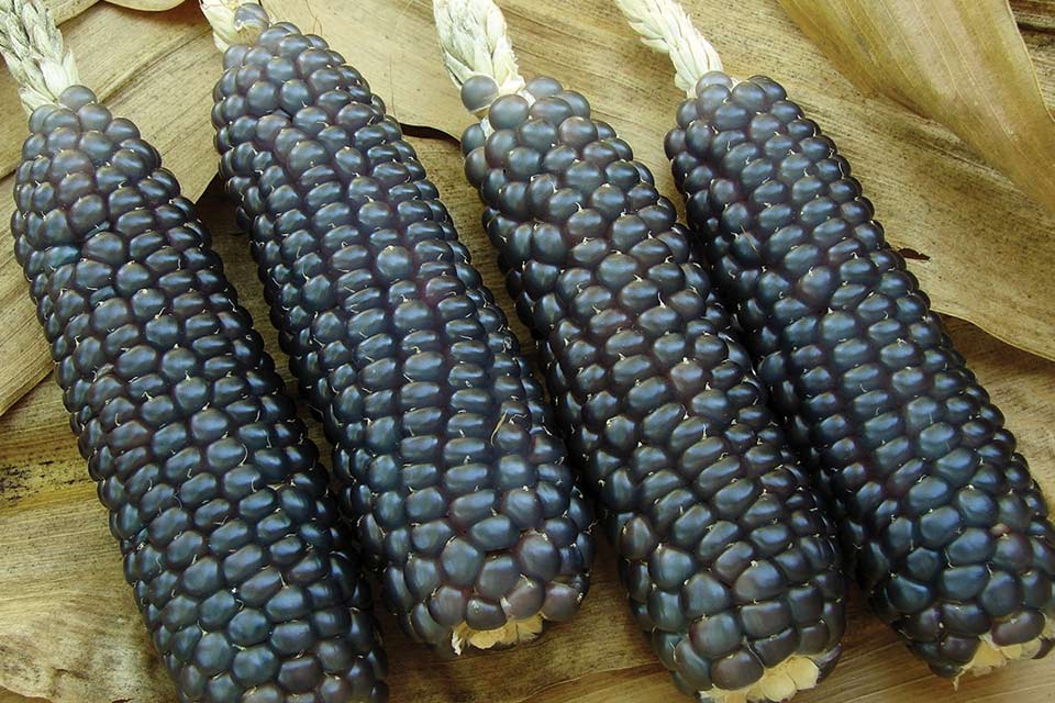 Organic Hopi Blue Corn Seeds &mdash; San Diego Seed Company