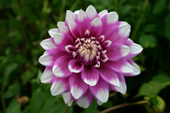 Dahlia 'Jean Marie' Dahlia | Garden Center Marketing