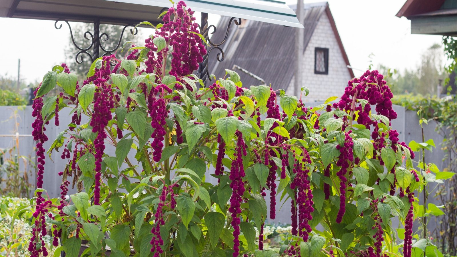 How to Plant, Grow, and Care for Love-Lies-Bleeding Amaranth