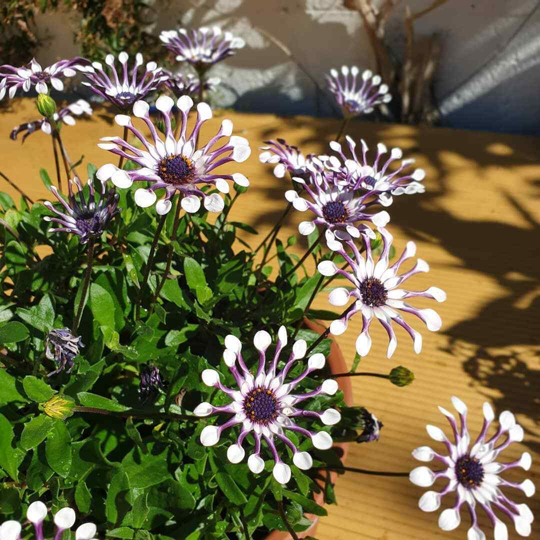 Rare Daisy Seeds- African Daisy Whirligig