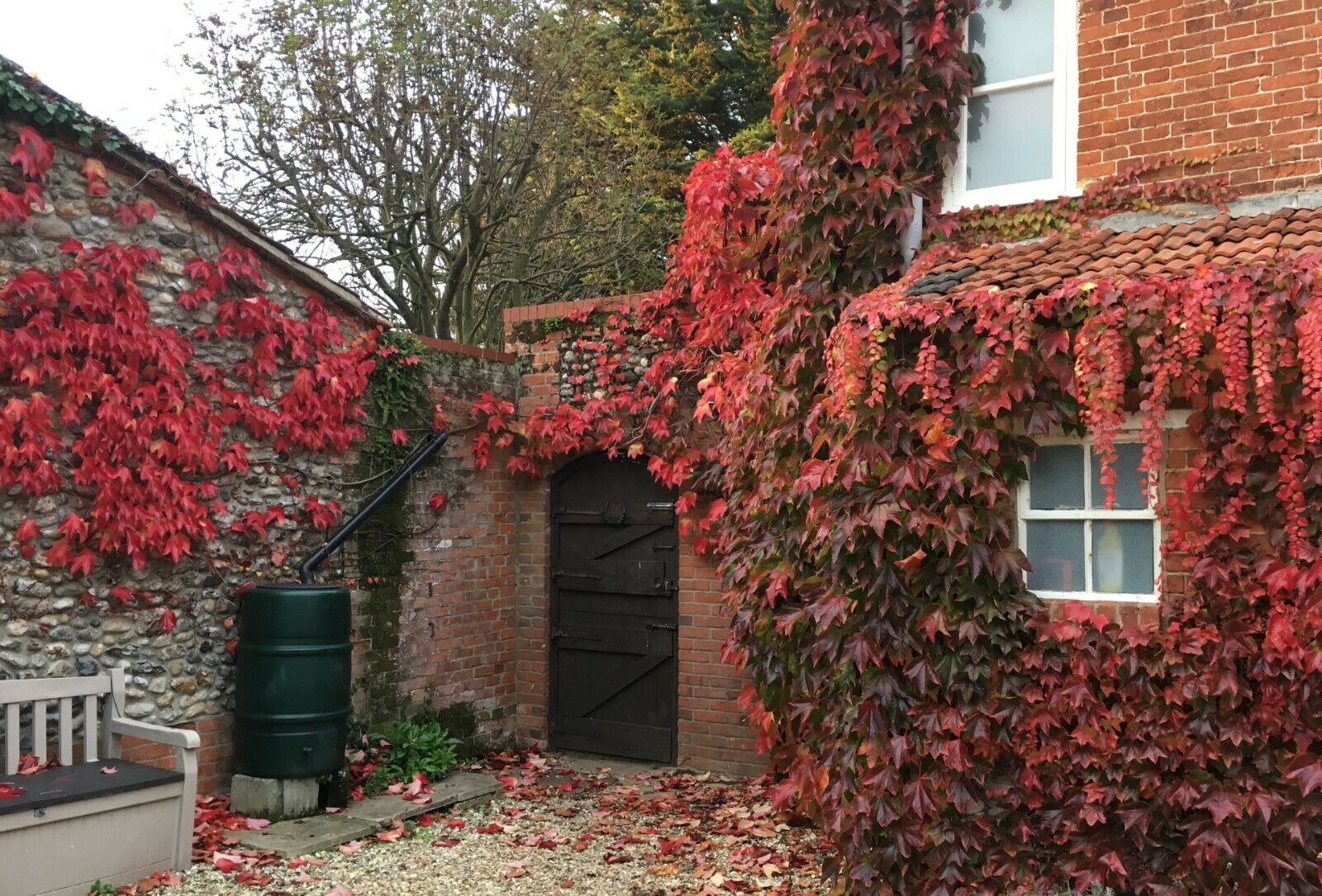 Virginia Creeper | Parthenocissus Quinquefolia | 25+ seeds &ndash; speedyseeds