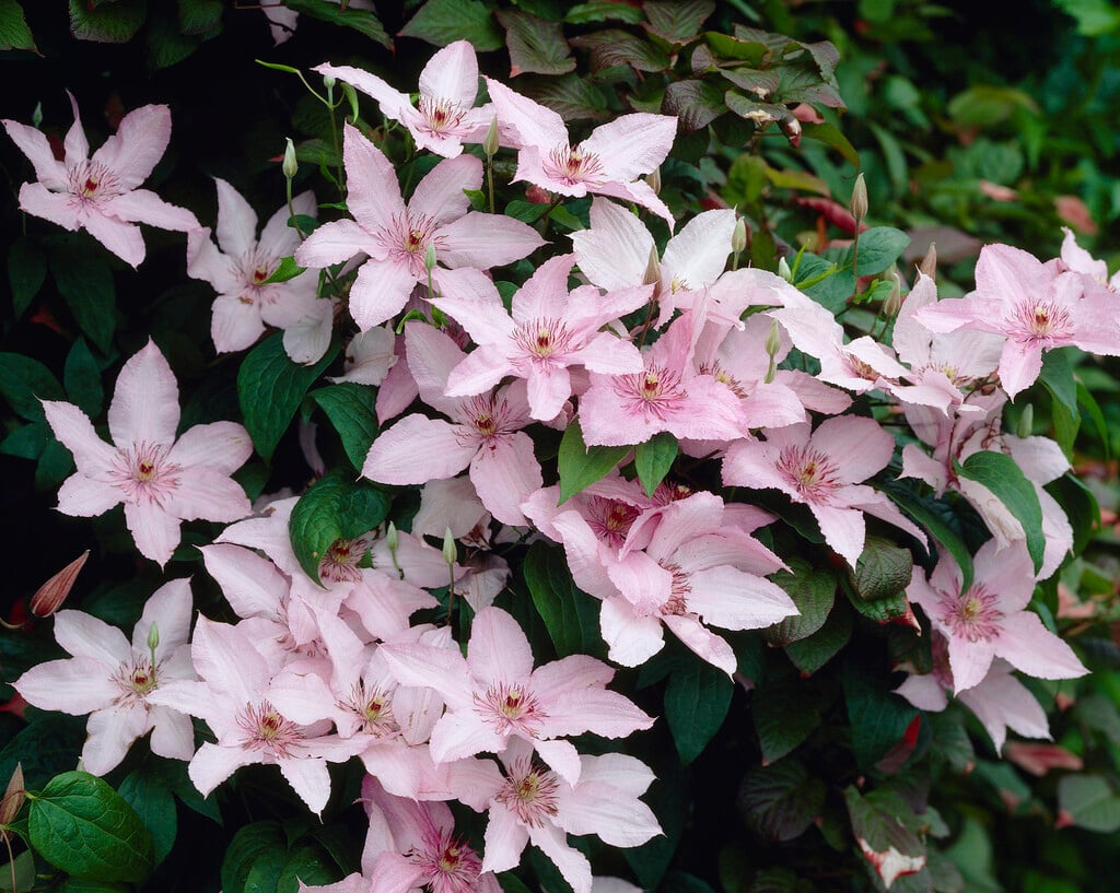 Clematis 'Pink Fantasy' (LL)|clematis 'Pink Fantasy'/RHS Gardening