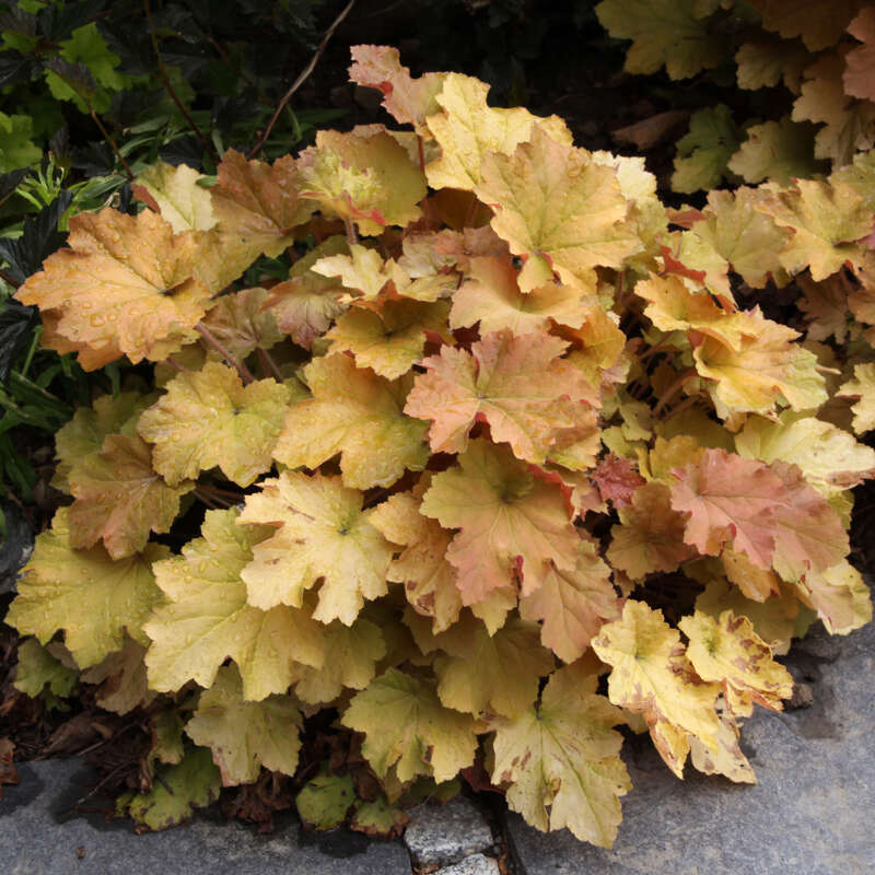 Purpurgl&ouml;ckchen - Heuchera 'Amber Waves' - wei&szlig;