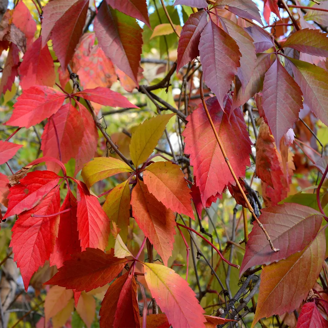 🍁Hardy Plant🔥Virginia Creeper Seeds