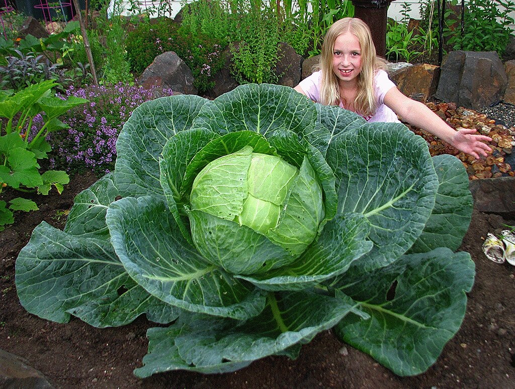 How to Grow a Gigantic Cabbage &ndash; Bonnie Plants