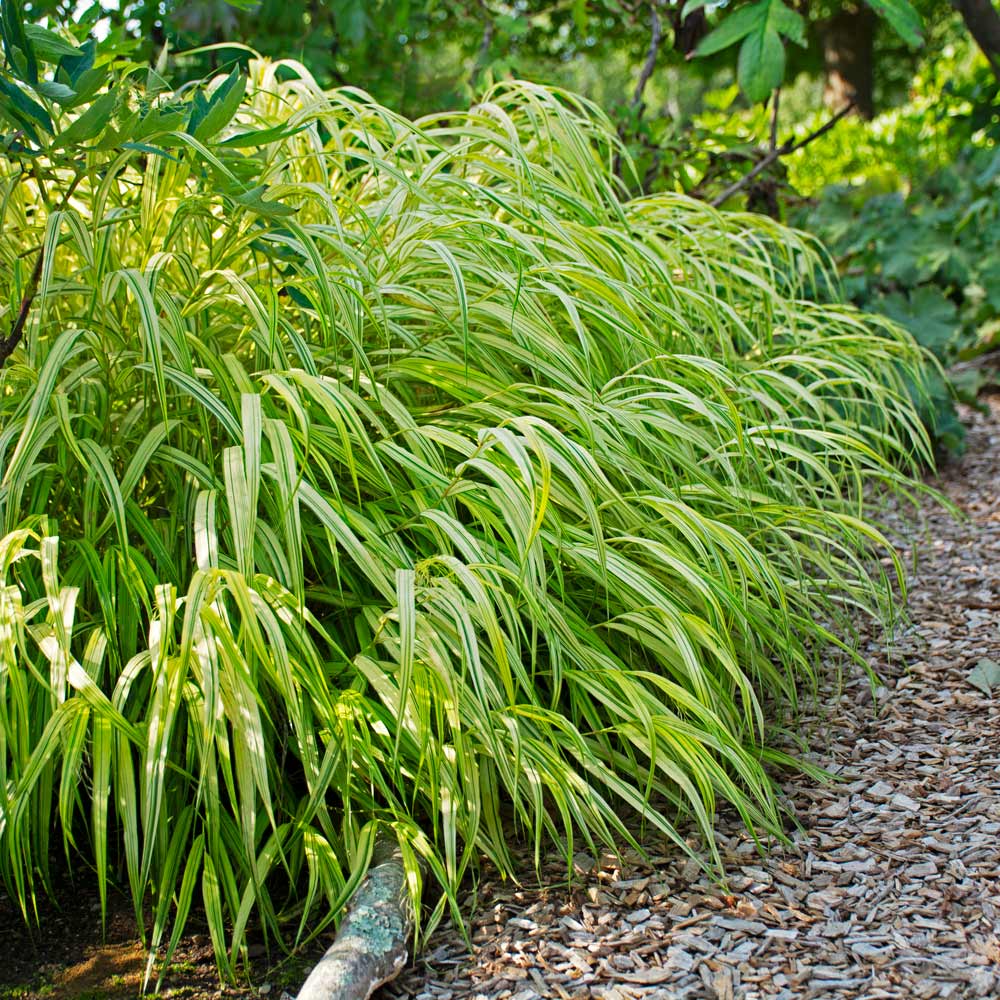 🌿 Aureola Hakonechloa Seeds – Beautiful Golden Japanese Forest Grass