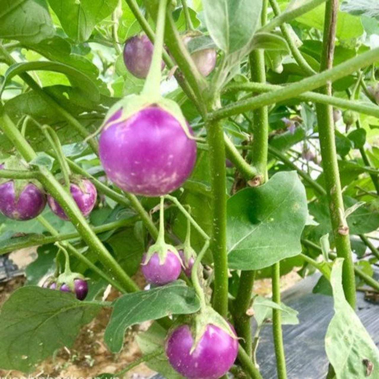 Thai Lavender Frog Egg Eggplant Seeds