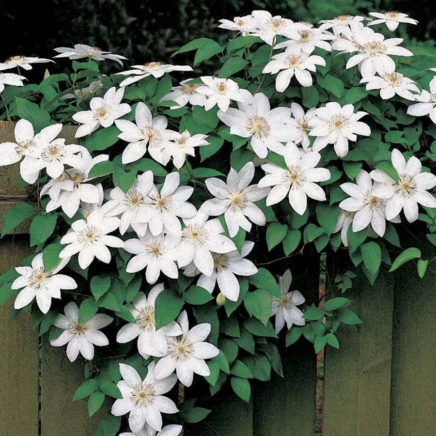 🌸 Climbing Clematis Seeds – Elegant Vines, Spectacular Blooms