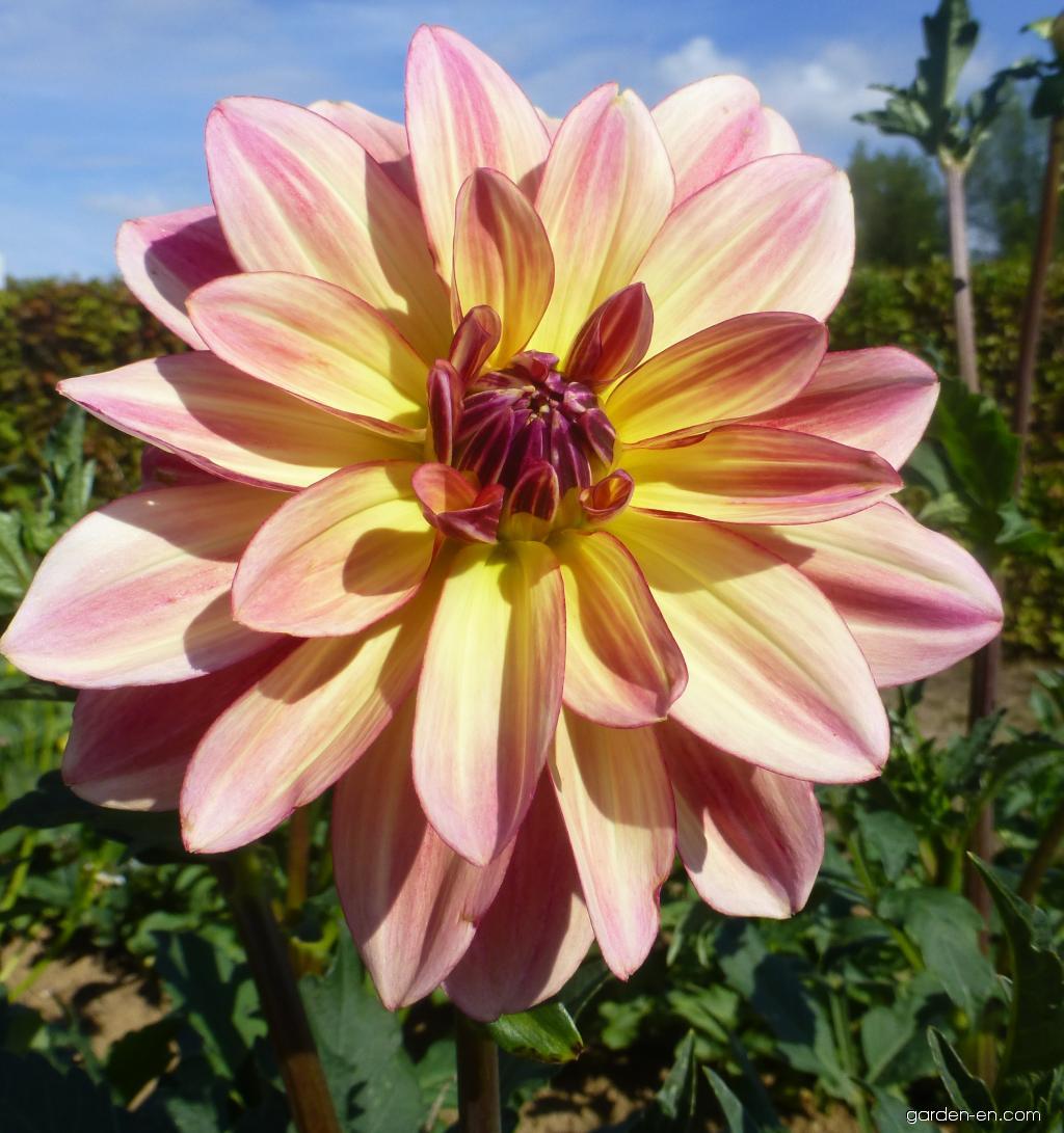 Dahlia 'Dark Butterfly'