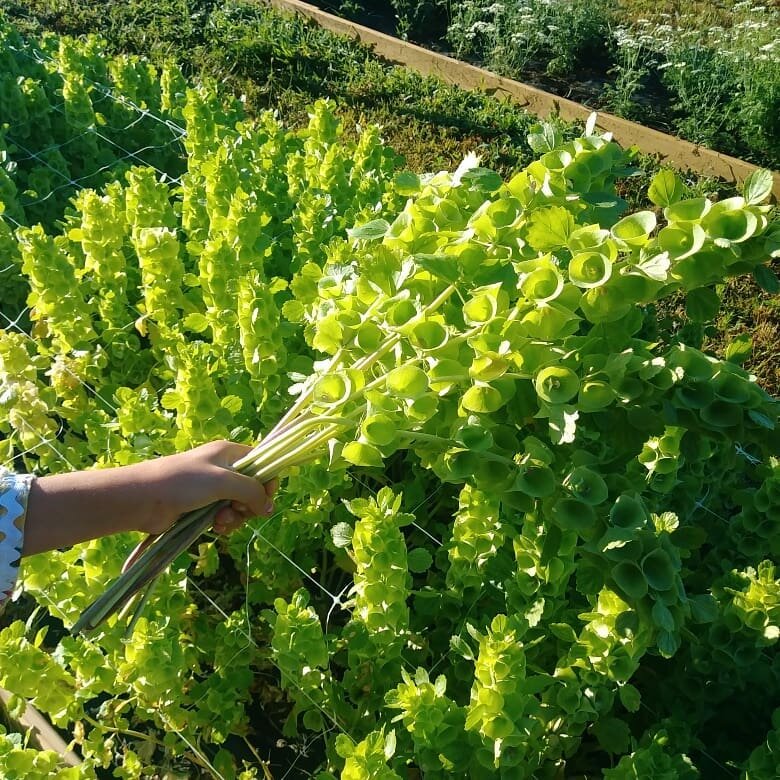 🔔 Bells of Ireland Flower Seeds – Unique Elegance for Your Garden