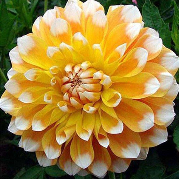 100Pcs Dahlia Bulb Flower Seeds Bonsai Flower Bulbs