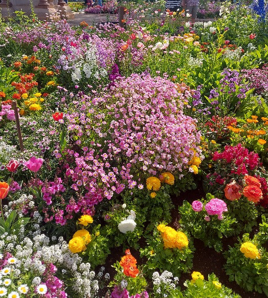 COTTAGE GARDEN MIX - Blumensamen &ndash; Boondie Seeds