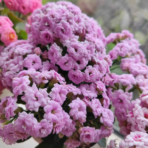 🌺Golden Fox Kalanchoe Seeds—Health And Longevity