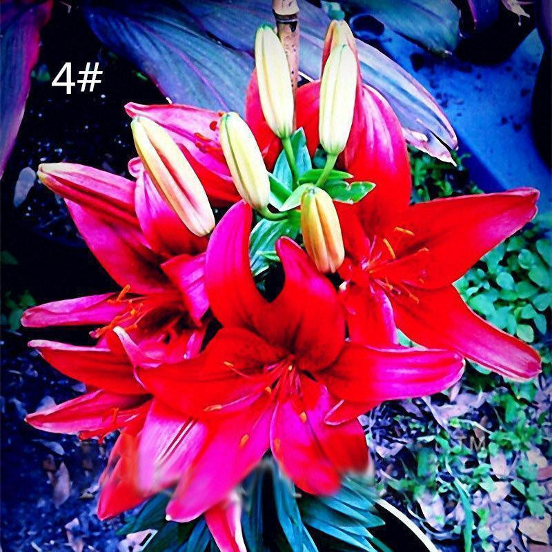 100 PCS Perfume Liliy Seeds Cheap Perfume Lilies Seeds Rare Color Flower Garden Plant