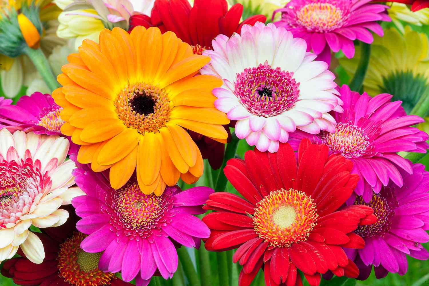 How to Grow and Care for Gerbera Daisies