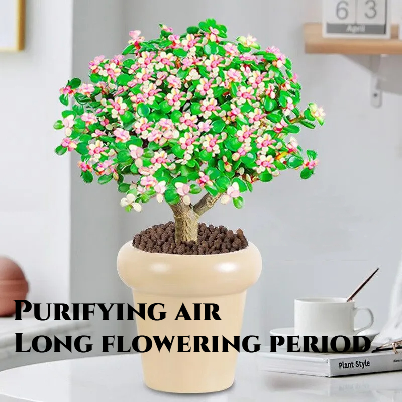 Golden branches, jade leaves seeds, succulent plants, rare varieties, large succulent flower seeds