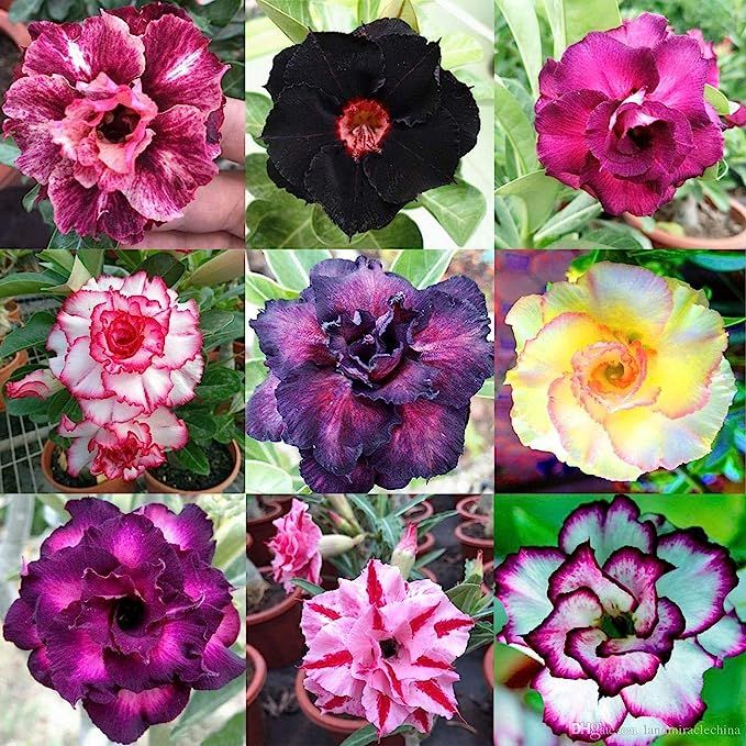 🌵 Desert Rose Seeds – Grow Your Own Exotic Beauty!