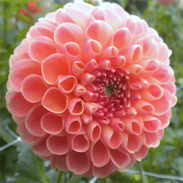 Blue Fireball Dahlia Seeds Heirlooms 15 Color