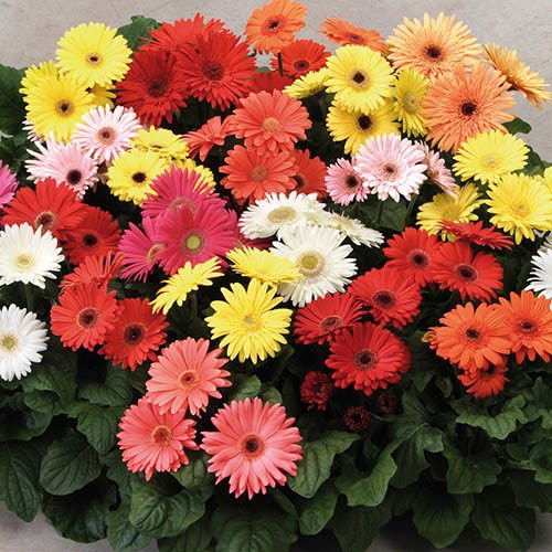 🌸Gerbera Mix Seeds – Grow a Stunning Floral Display!