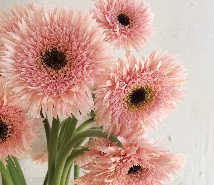 🌸Gerbera Mix Seeds – Grow a Stunning Floral Display!