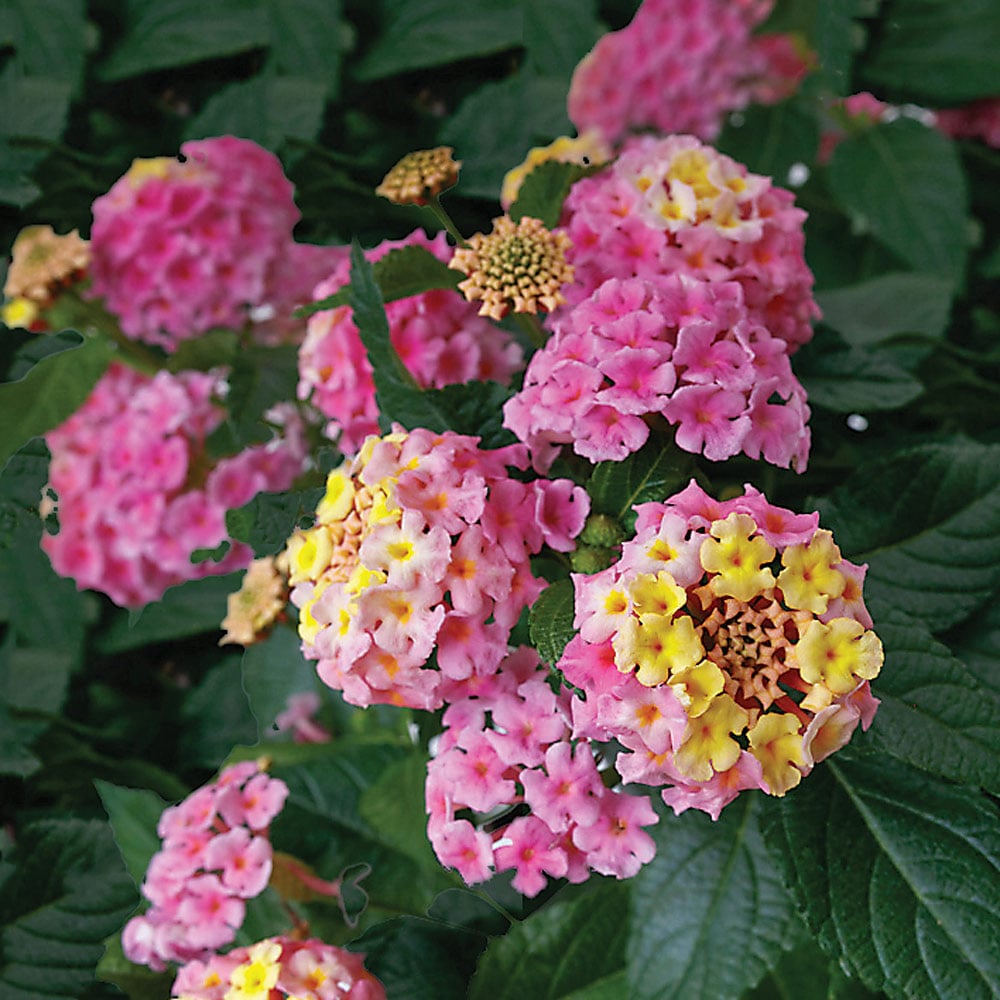 💐 Colorful Lantana Seeds - Vibrant, Easy-to-Grow Flowers