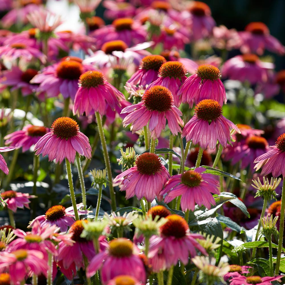 🐝 Mix Echinacea Seeds – Beautiful, Hardy & Pollinator-Friendly