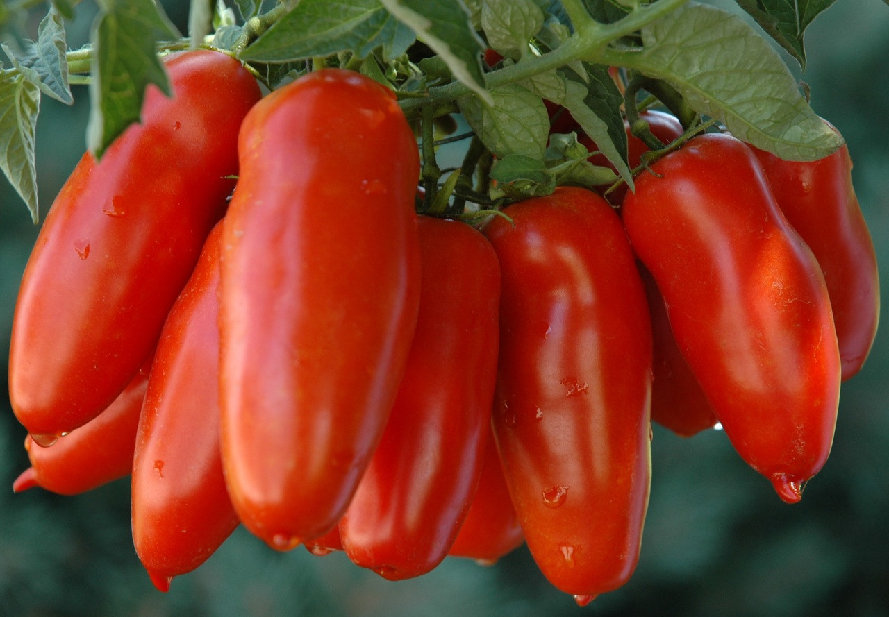 San Marzano - Holmes Seed Company
