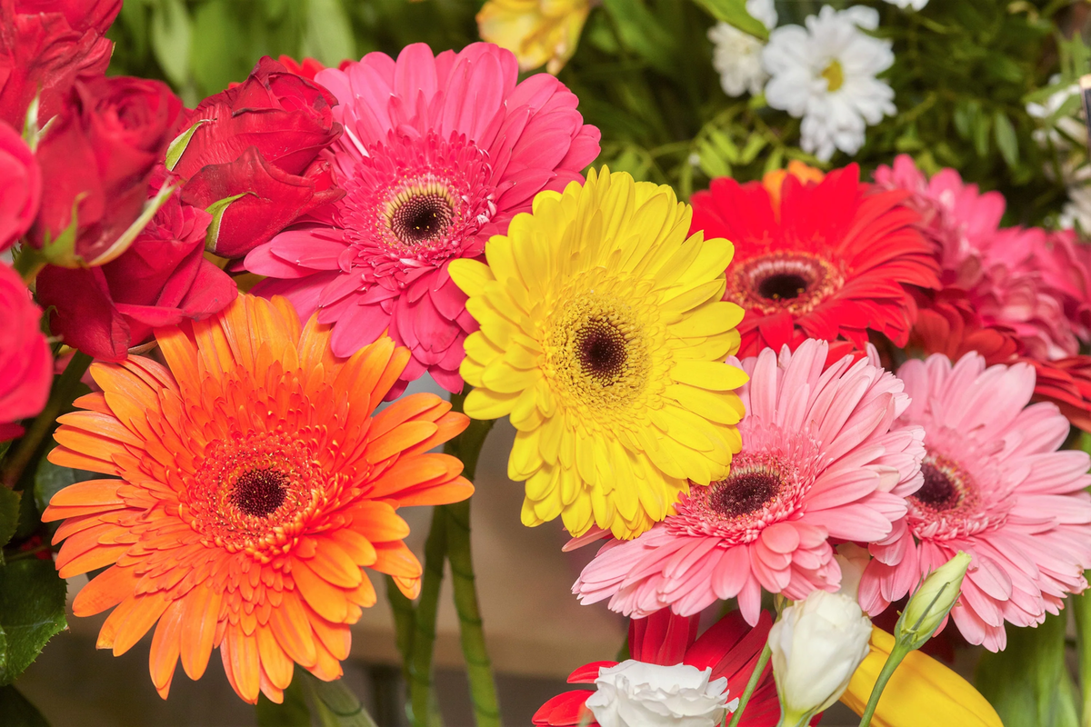 20 GERBER DAISY Mixed Colors Gerbera Jamesonii Barberton African Flower  Seeds | eBay