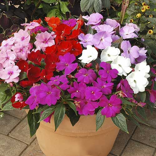 💥New for Spring🥰Colorful Mix Impatiens Seeds