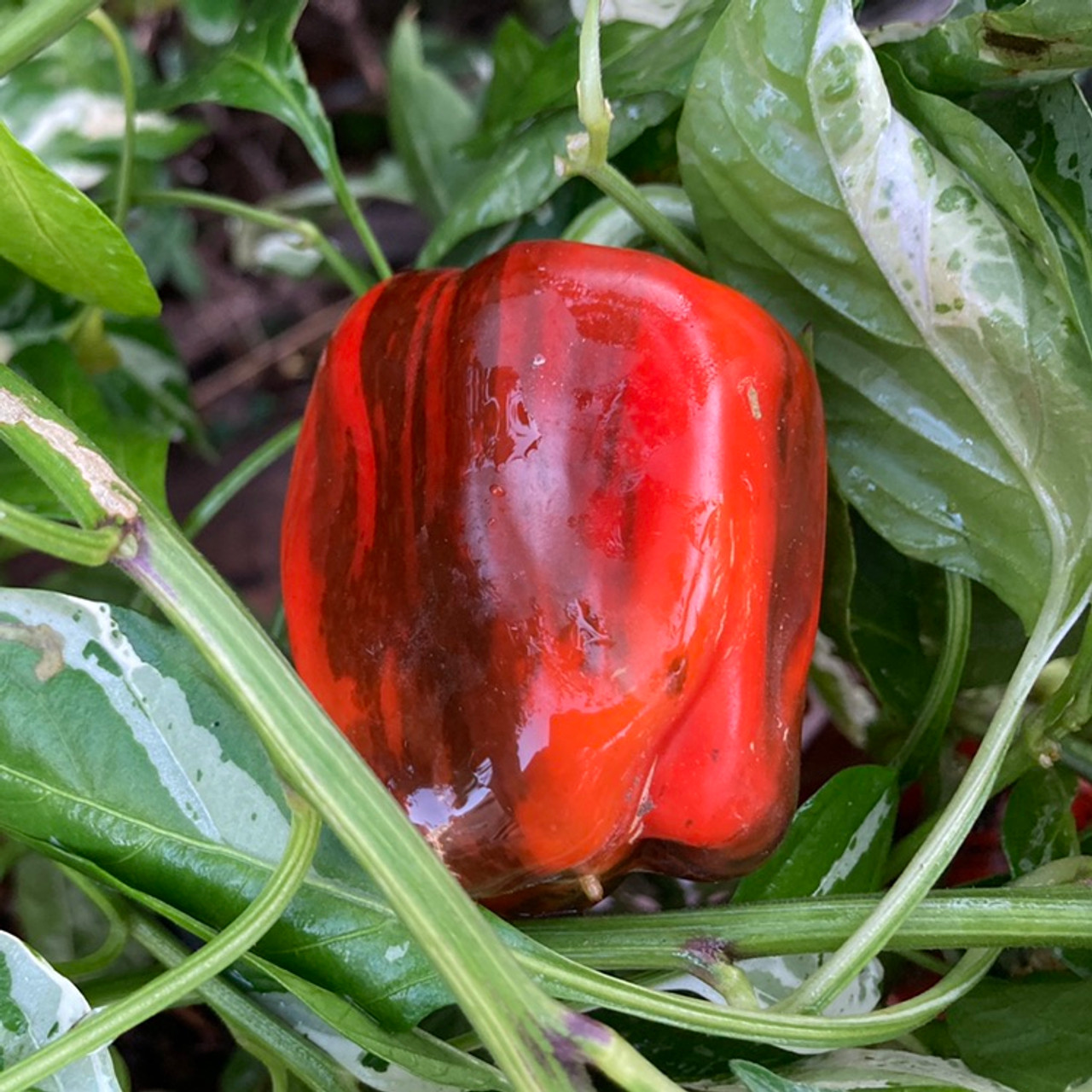 Candy Cane Chocolate Cherry Pepper Seeds | Tyler Farms