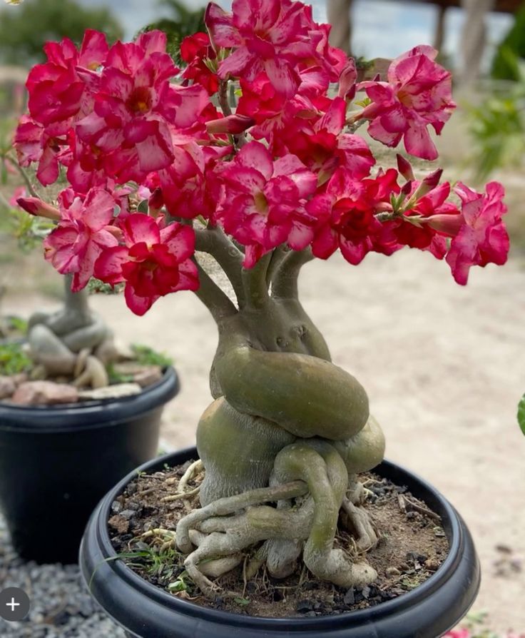 🌵 Desert Rose Seeds – Grow Your Own Exotic Beauty!