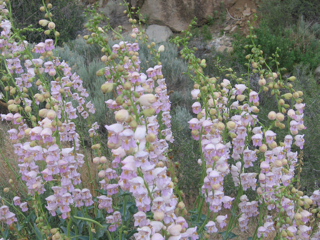 PENSTEMON, PALMER'S - Penstemon palmeri &mdash; Seeds Trust