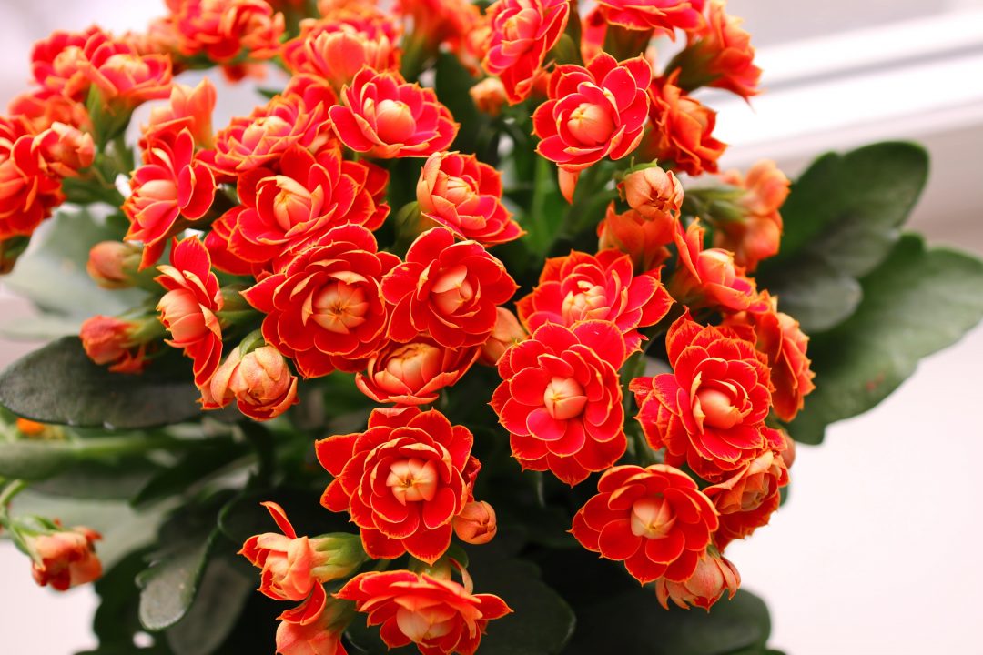 Kalanchoe Plant Care Guide: Water, Light & More | Bouqs Blog
