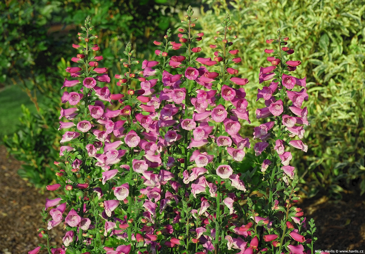Digitalis purpurea 'Digluc' LUCAS - Havlis.cz
