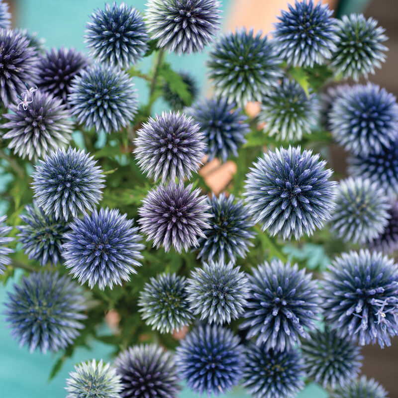🌞🩵Ritro Echinops Seeds