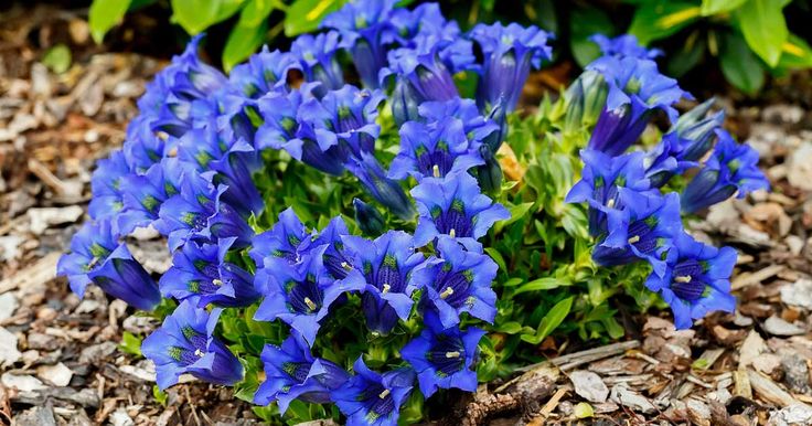 Gentian Flower Care: How To Grow Gentians | PlantCareToday