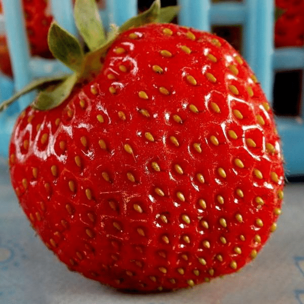 Super Giant Strawberry Fruit Seeds