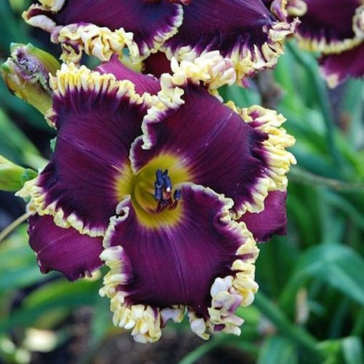 Daylily Hybrid Flowers Seeds, Hemerocallis Hybrid, 20pcs/pack
