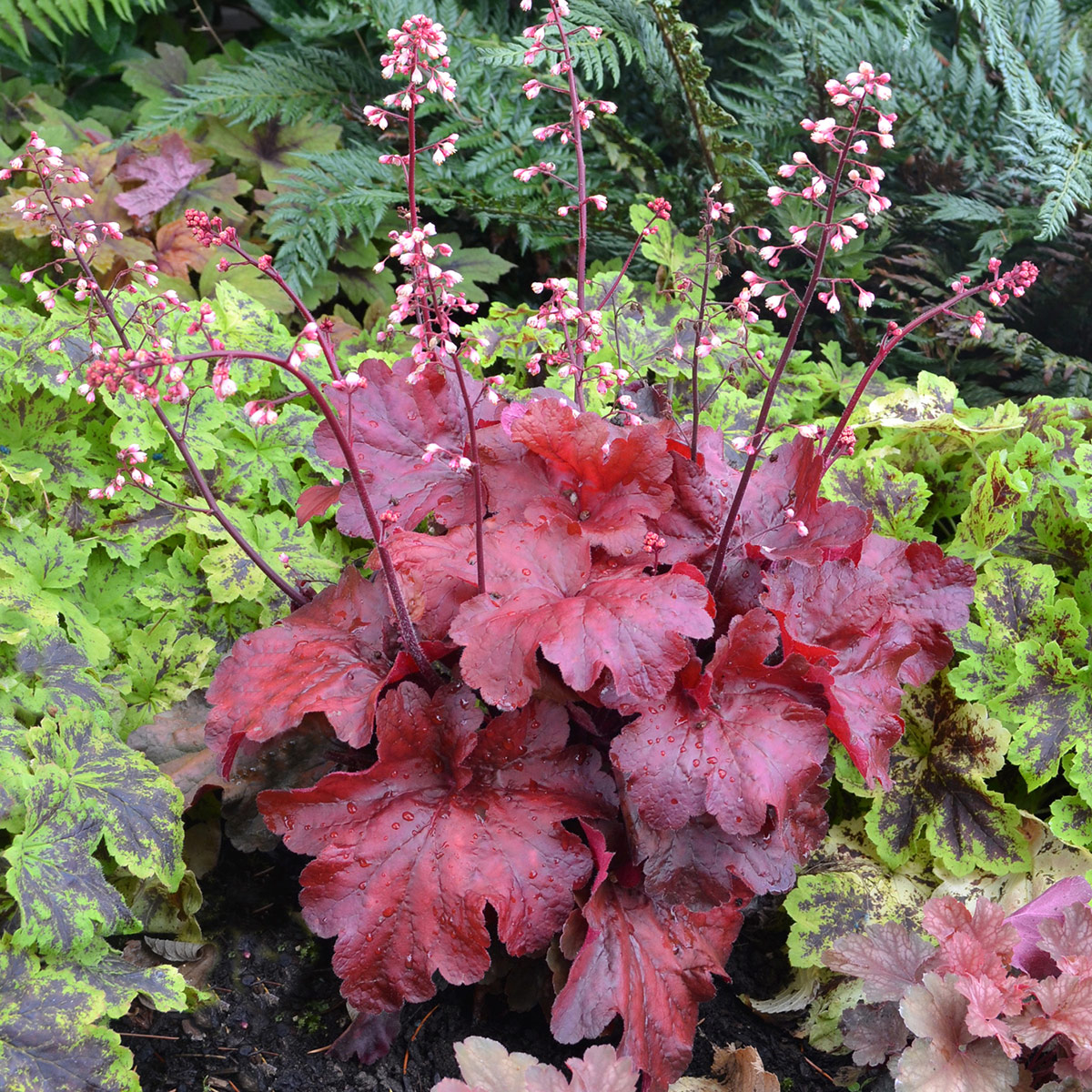 Heuchera Fire Alarm Plants &ndash; Buy now at Ladybird Nursery