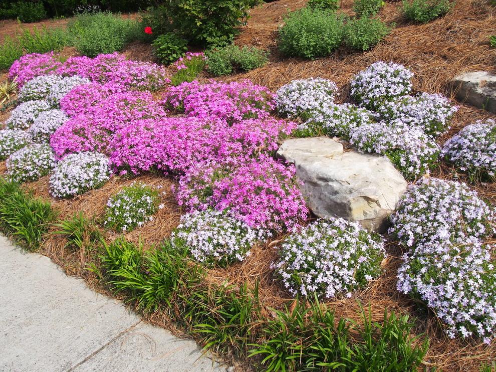 Creeping phlox (Phlox Subulata) ground cover for sunny dry hillside. Spring bloo - Traditional - Landscape - Atlanta - by Home & Garden Design, Atlanta - Danna Cain, ASLA | Houzz