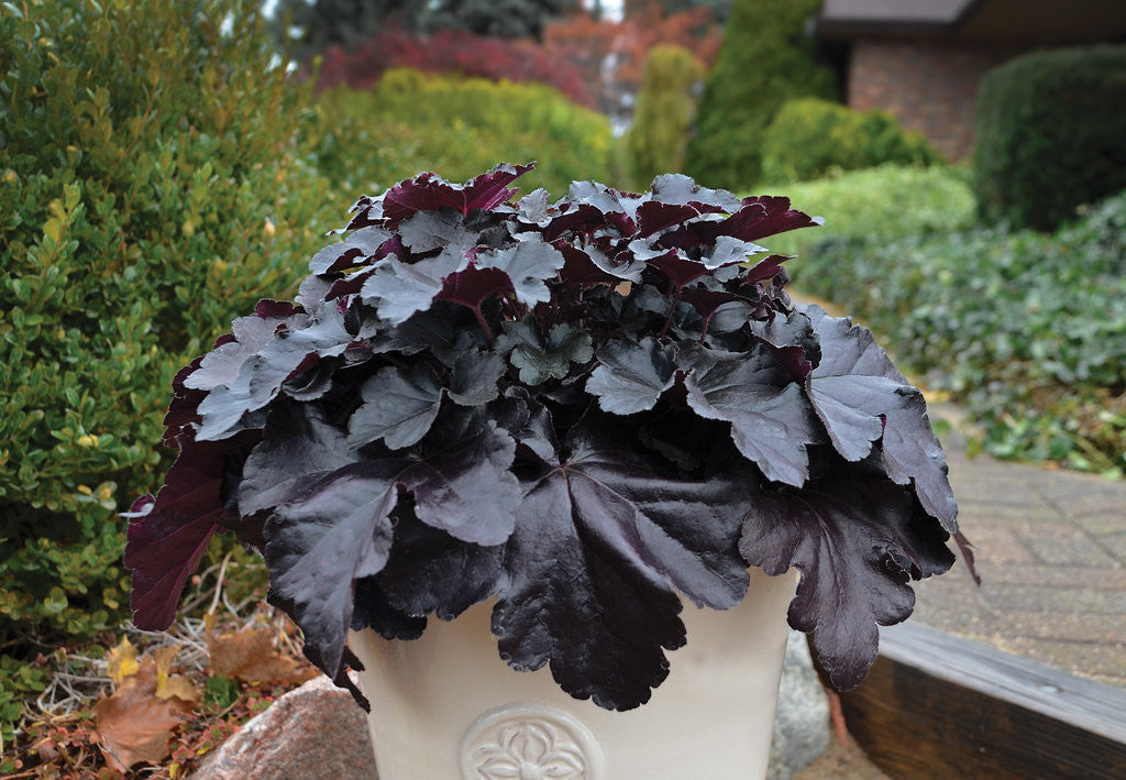 Heuchera PRIMO&reg; 'Black Pearl' &ndash; Romence Gardens & Greenhouses