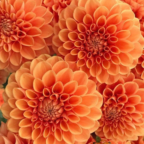Blue Fireball Dahlia Seeds Heirlooms 15 Color