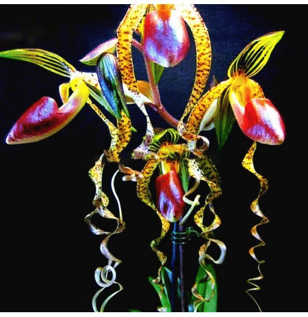 🥳54% OFF🌿Rare Paphiopedilum Seeds Rare Flower Orchid Seeds For Home Garden Plants
