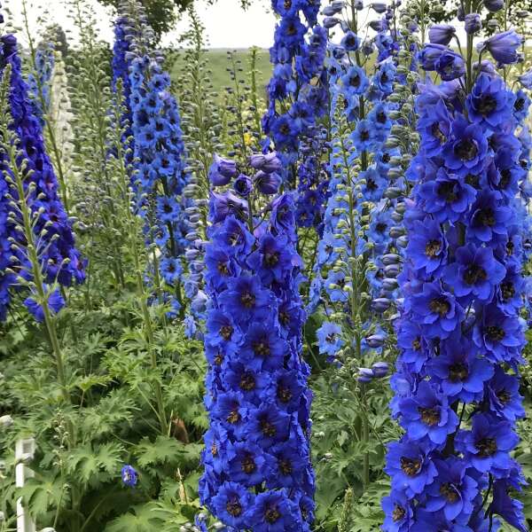 Delphinium 'Blue Buccaneers' | Walters Gardens, Inc.