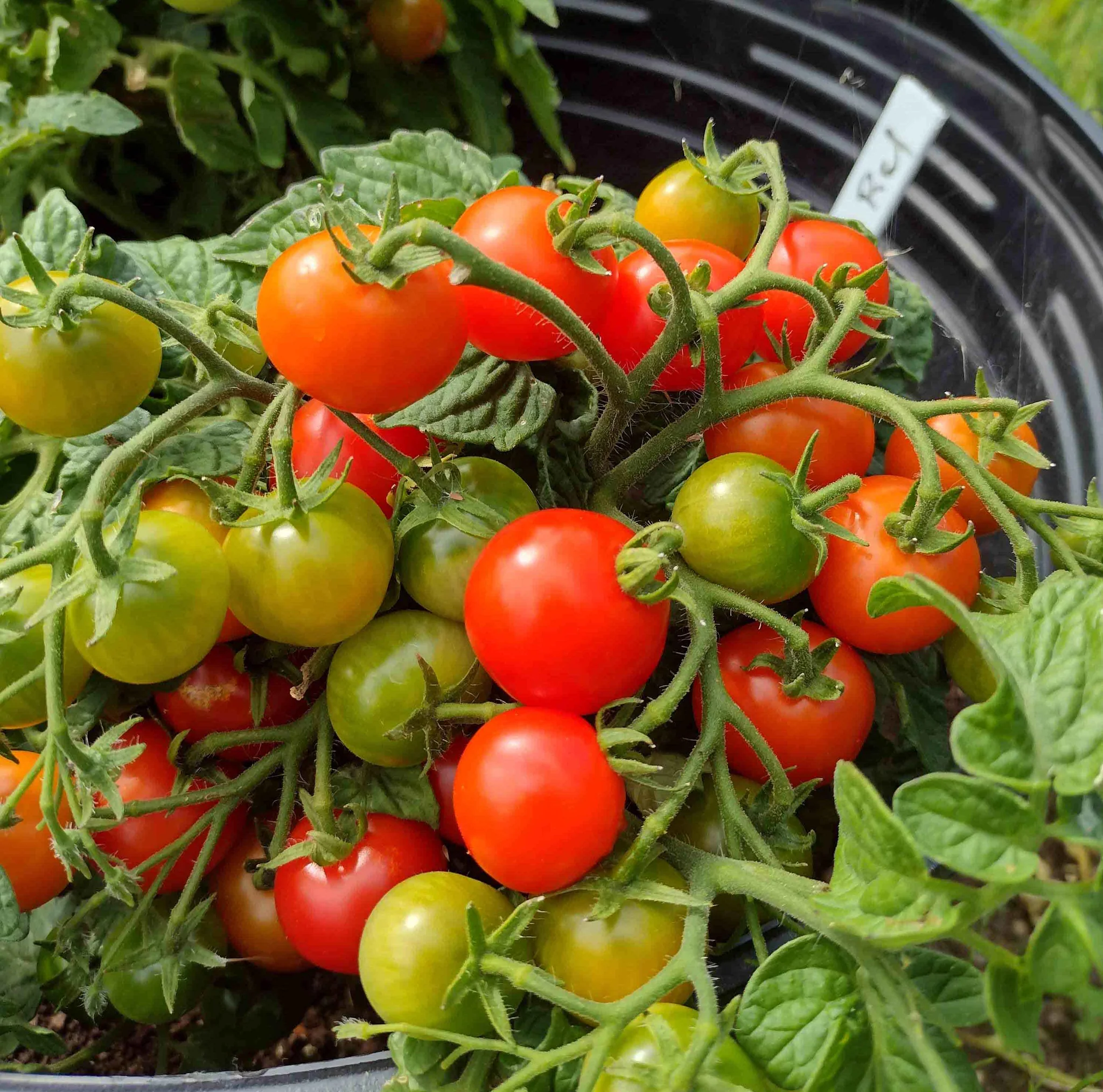 🍅 Compact Harvest: Dwarf Tomato Seeds