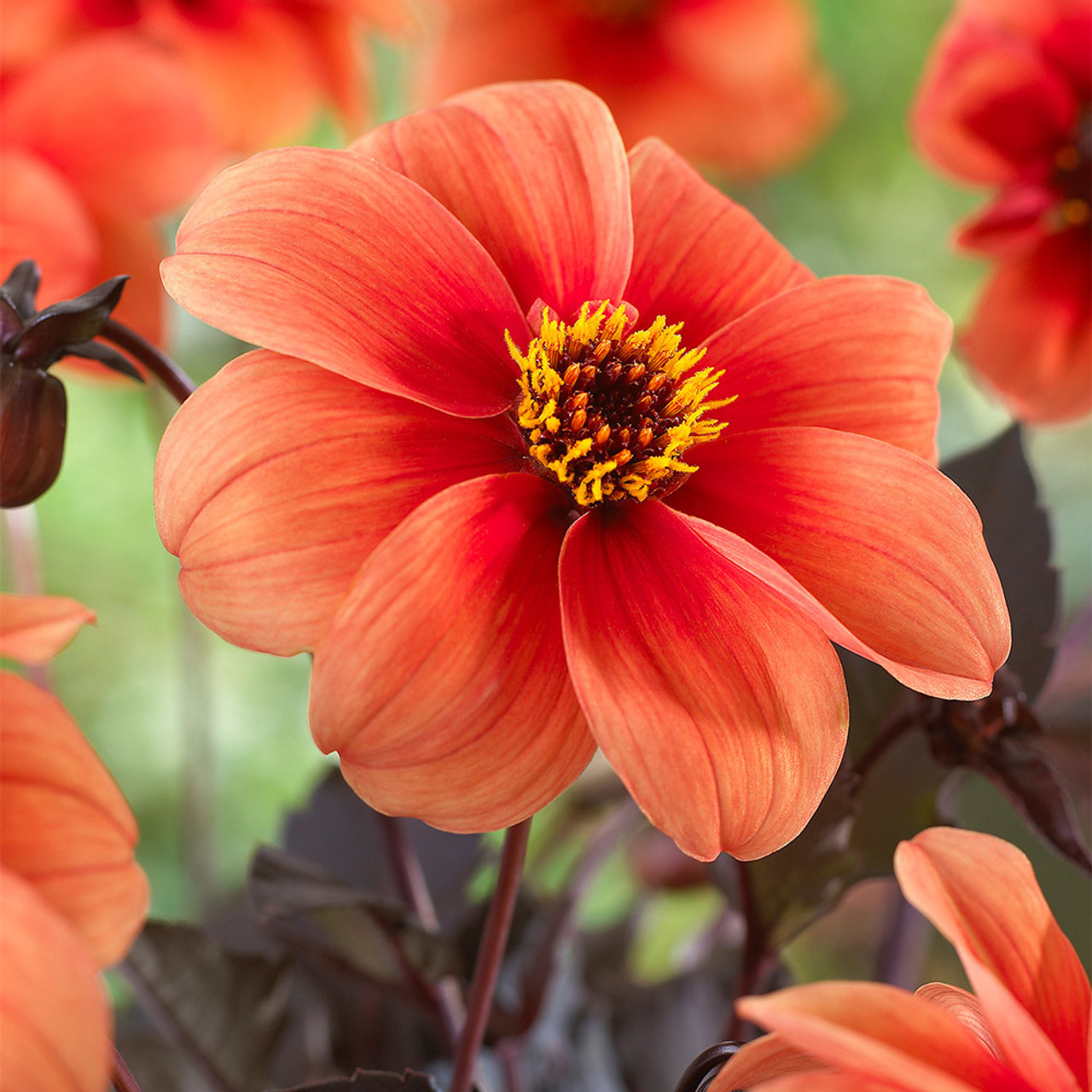 🌞Spring Limited🧡🧡Orange Flower Seed Mix