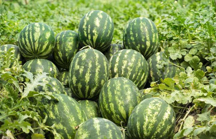abiswas Summer watermelon seeds for planting Seed Price in India - Buy  abiswas Summer watermelon seeds for planting Seed online at Flipkart.com
